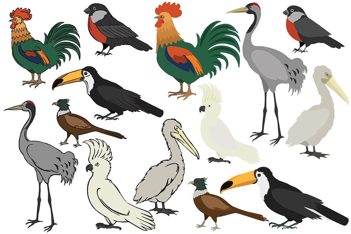 Colored vector drawing of birds on a white background.
