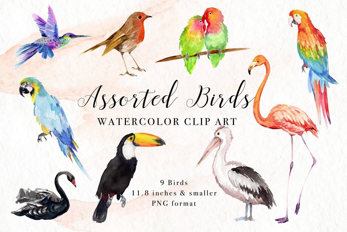 Assorted birds watercolor clipart.