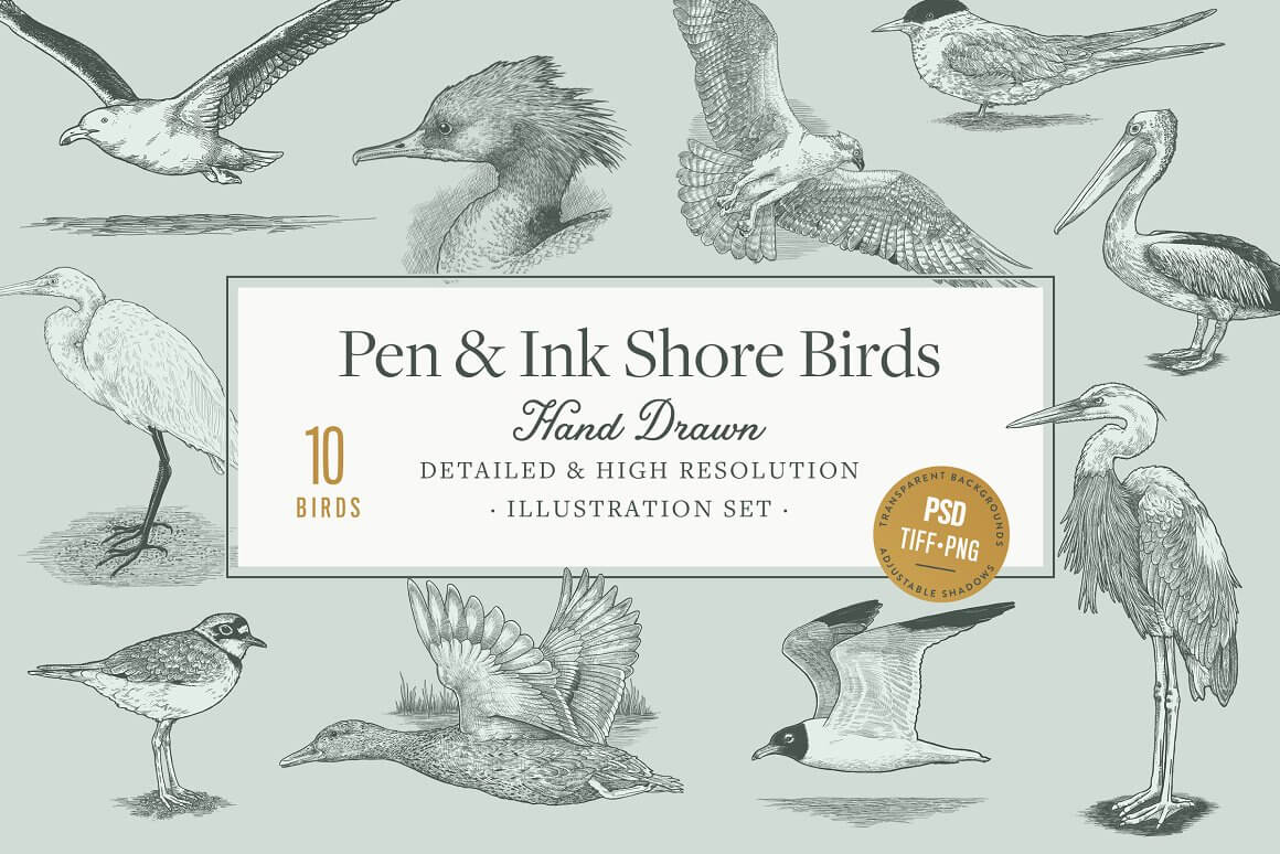 Pen and ink shore birds.