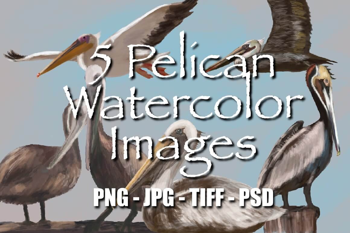 Inscription on Picture: 5 Pelican Watercolor Images, PNG - JPG - TIFF - PSD.