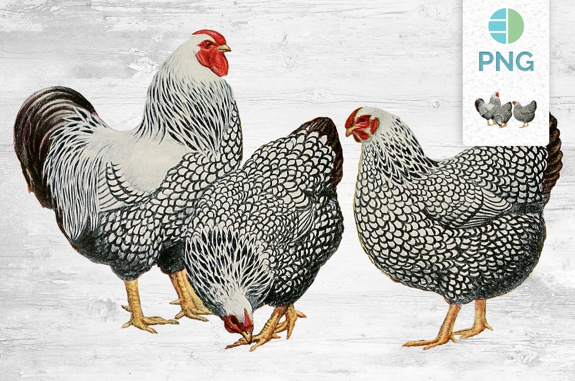 Two hens and one rooster in black and white.