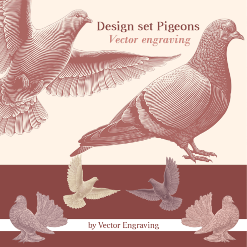 Design Set Pigeons.Vector Engraving cover image.