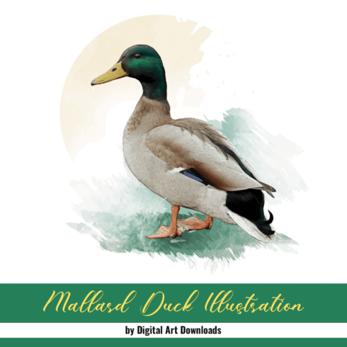 Mallard Duck Illustration cover image.
