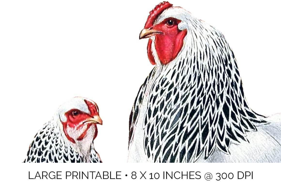 Two chickens with the inscription "Large printable 8 X 10 Inches @ 300 DPI".
