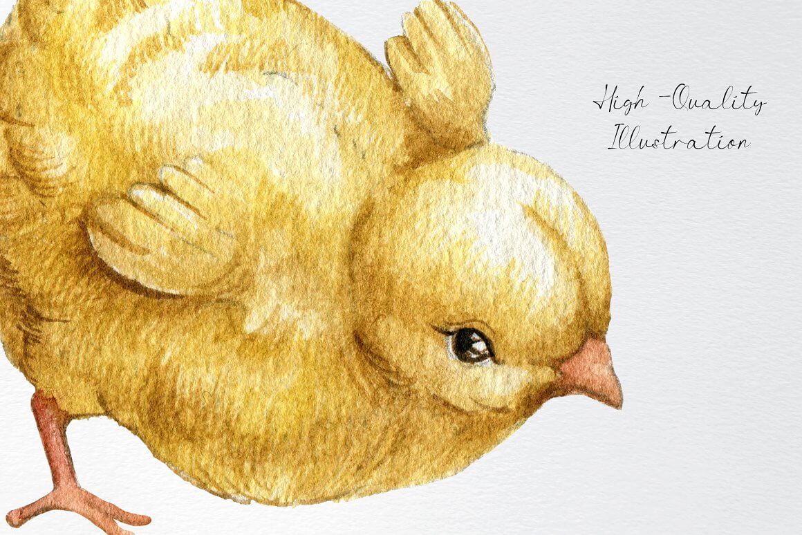 Close-up drawing of a walking chicken.