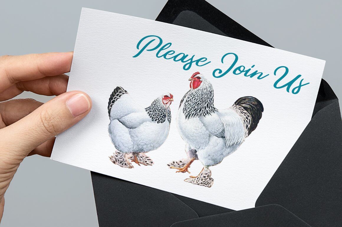 An opening with light-colored Brahmi chickens in a black envelope.