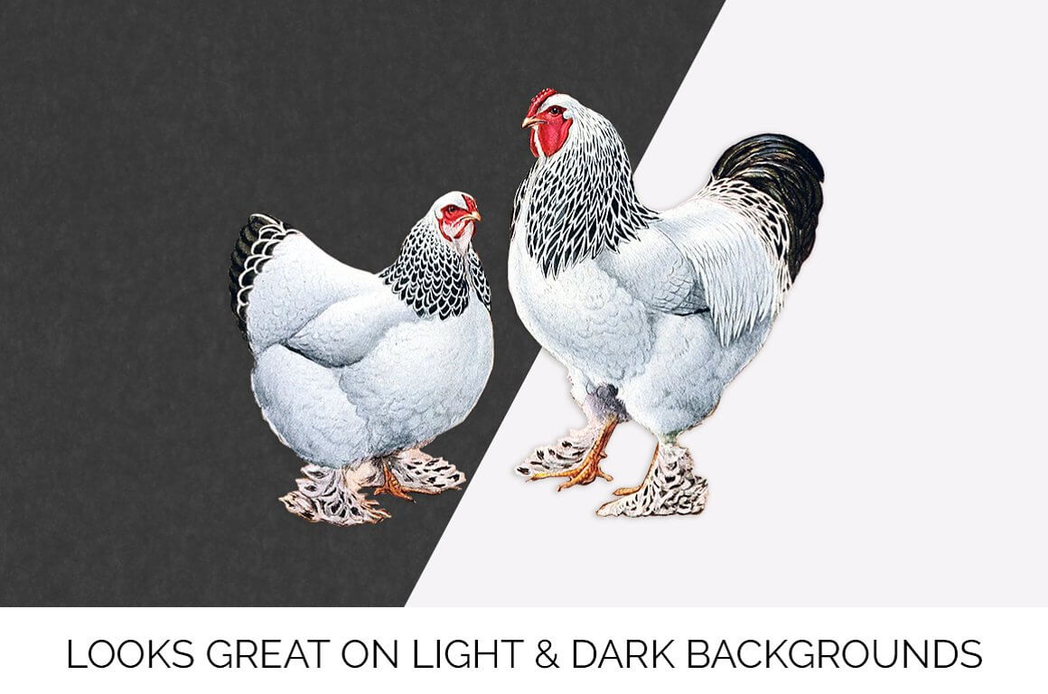 Light spotted Brahmi chickens on a gray and white background.