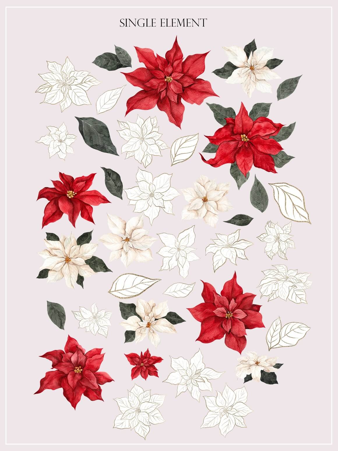 Single elements of the poinsettia plant.