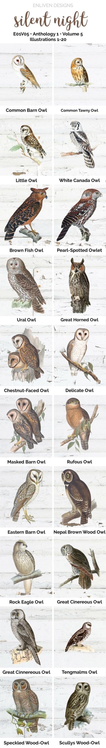 Large canvas with drawings and names of different owls.