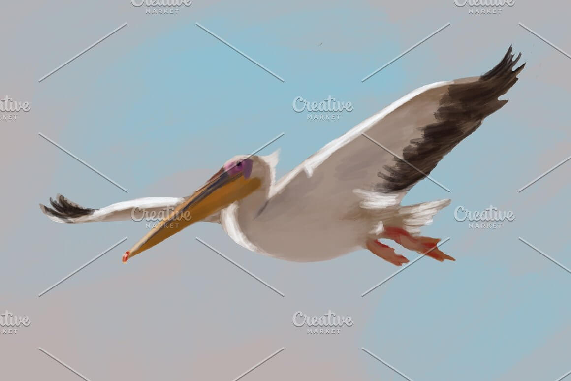 Free flight of the pelican.