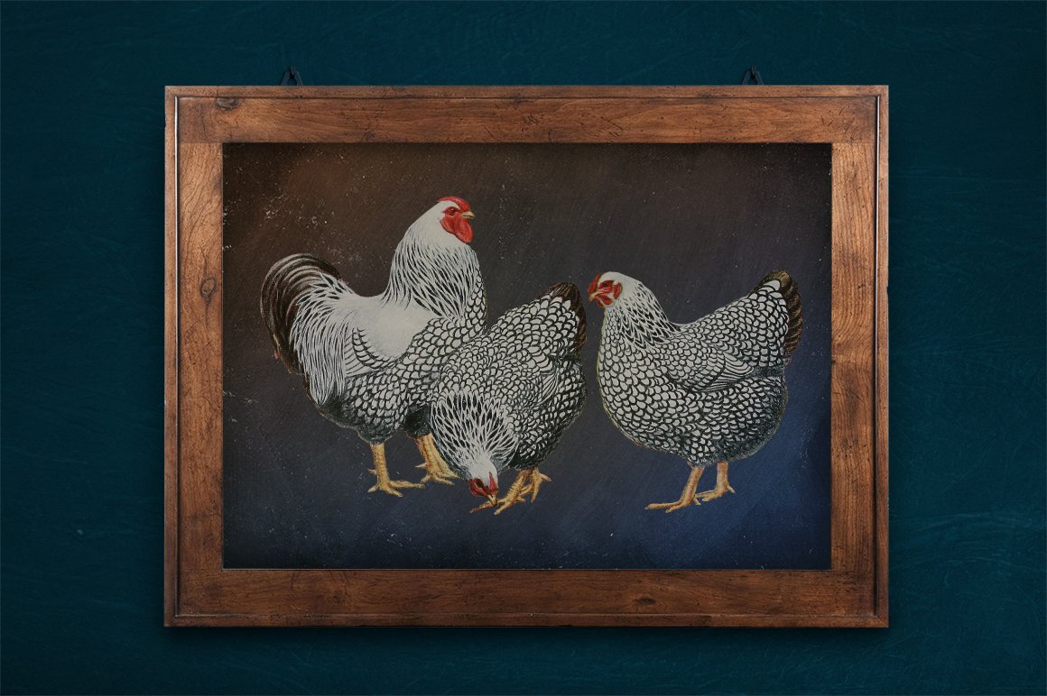 The picture with a dark background shows chickens that are walking.