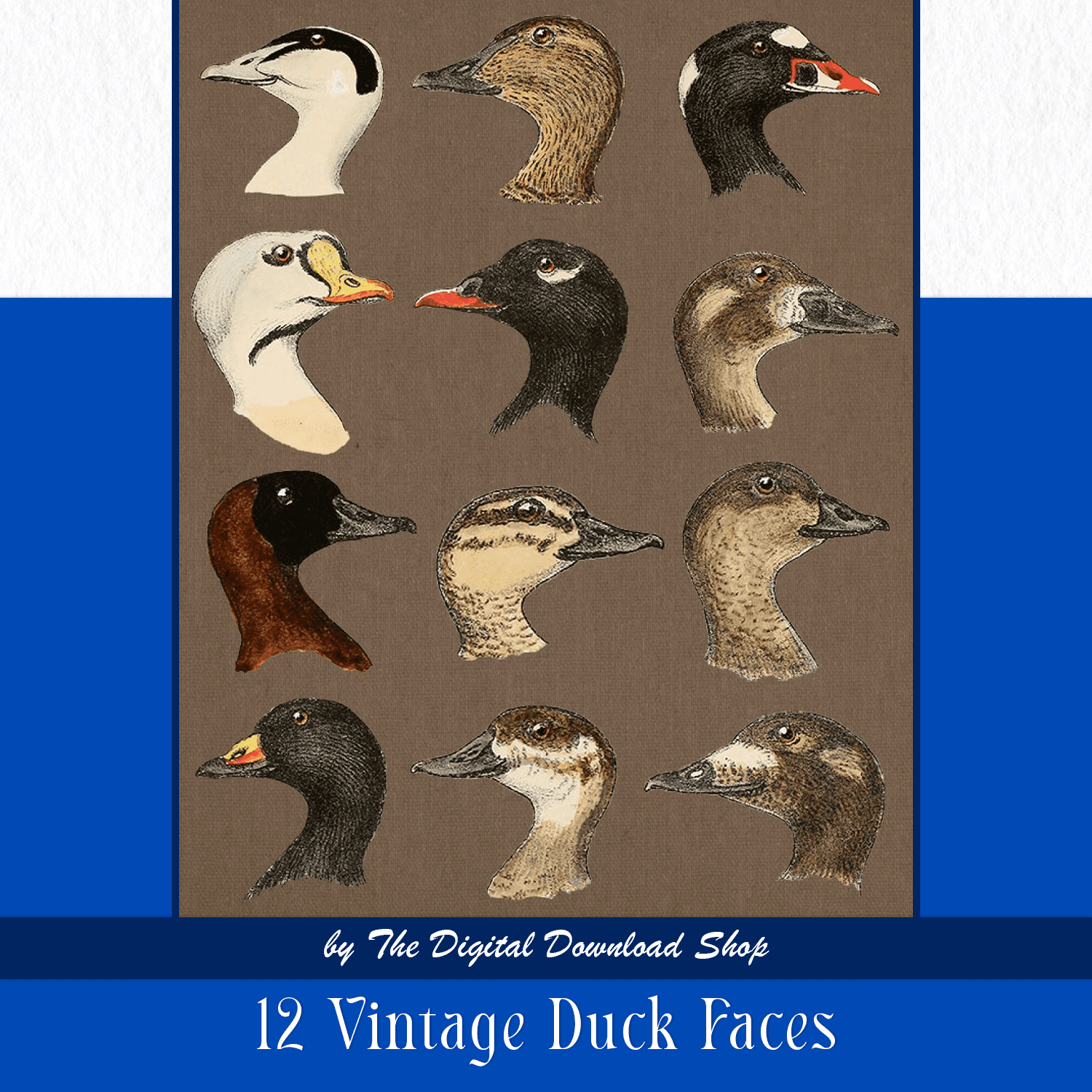 12 vintage duck faces.
