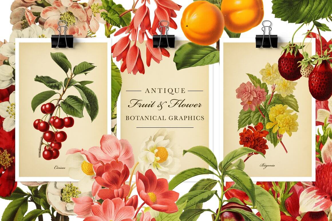 Antique fruit and flower, botanical graphics.