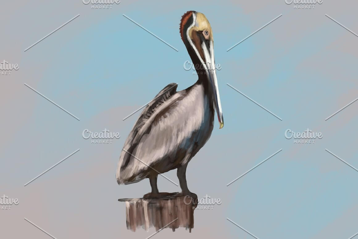 The pelican stands with its beak lowered.