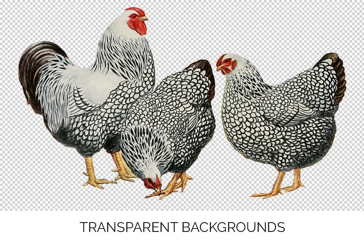 Chickens with beautiful feathers are drawn on a transparent background.