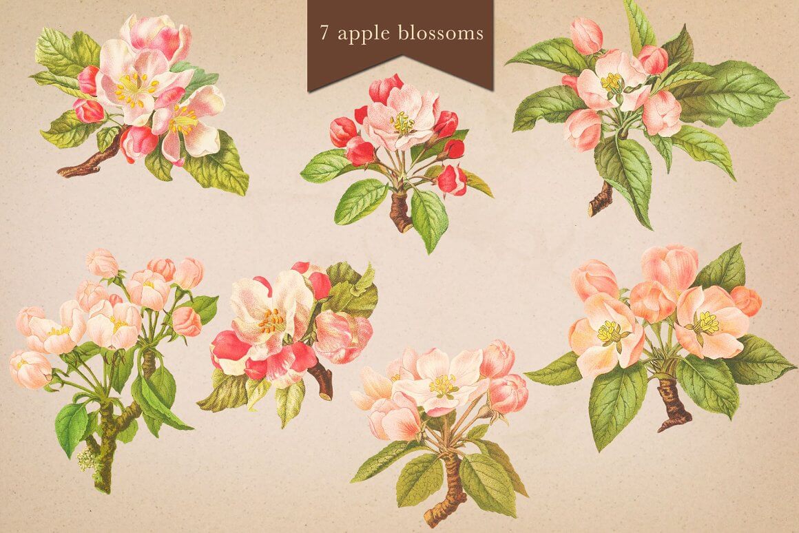 Seven apple blossoms with pink flowers and green leaves.