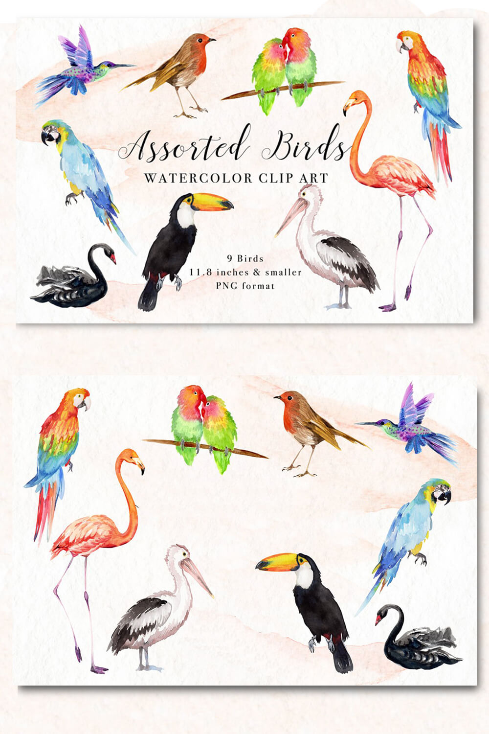 Watercolor images of exotic birds.