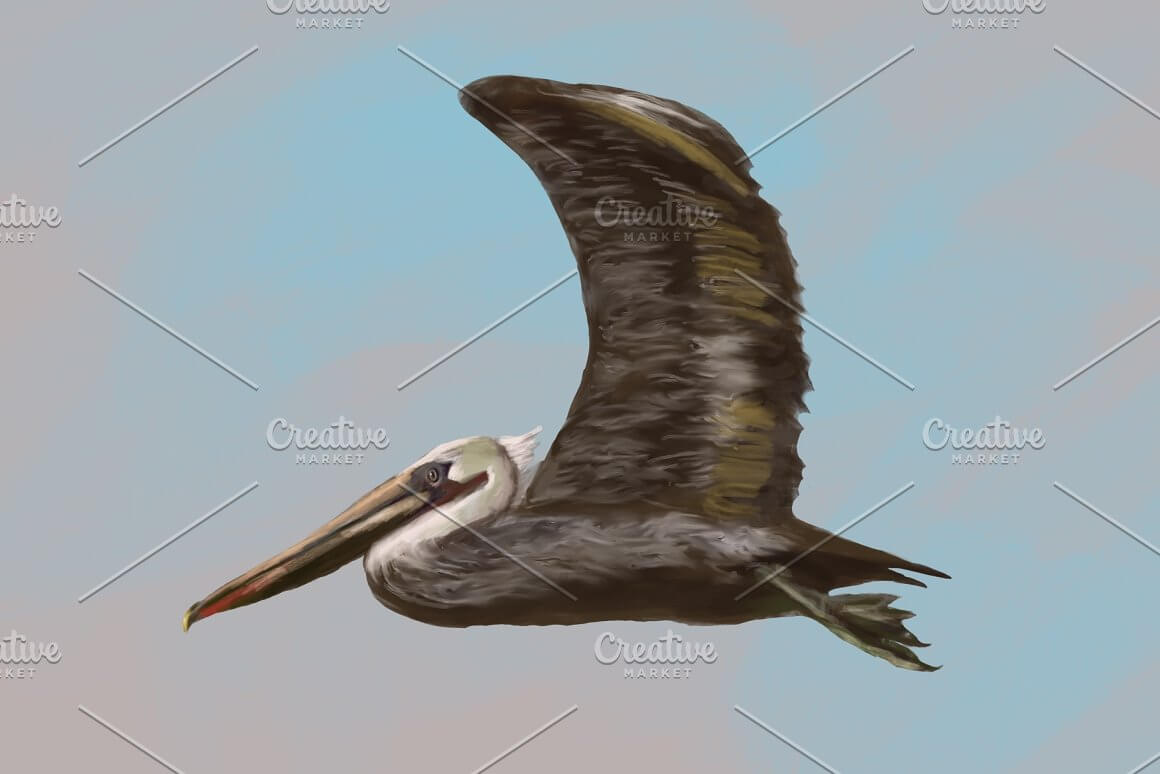 Flying gray pelican in the blue sky.