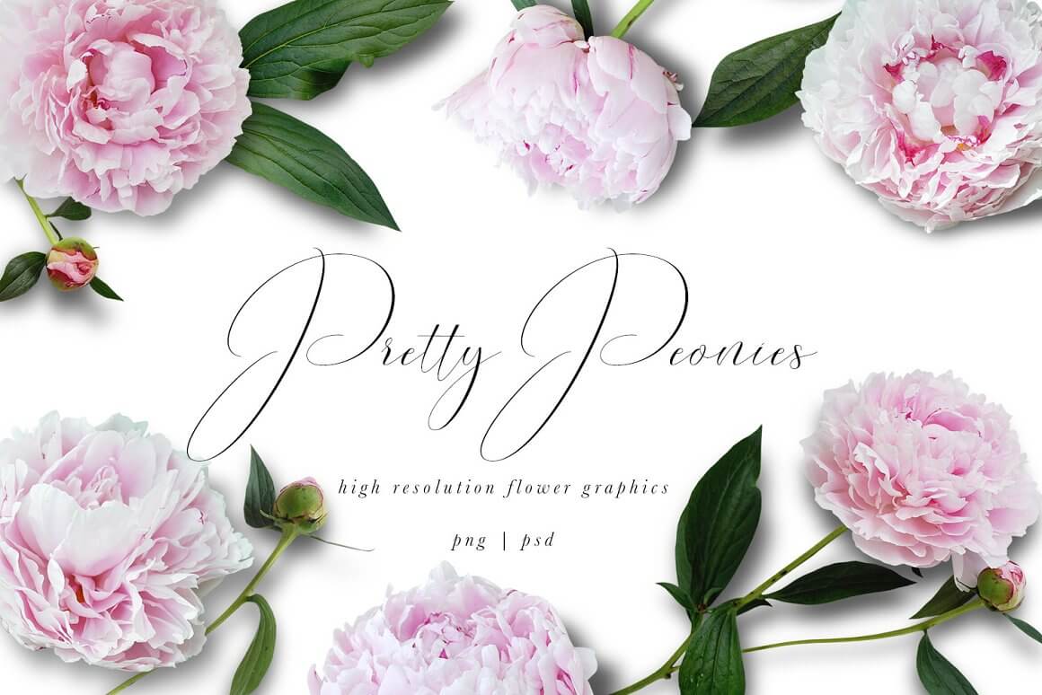 Pretty Peonus is a high resolution flower graphics.
