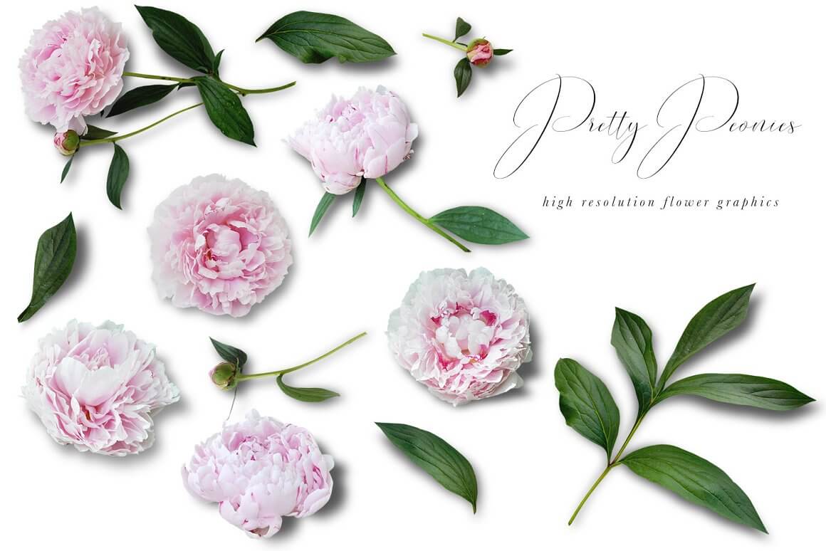 Charming pink peony elements: leaves, buds, flowers.
