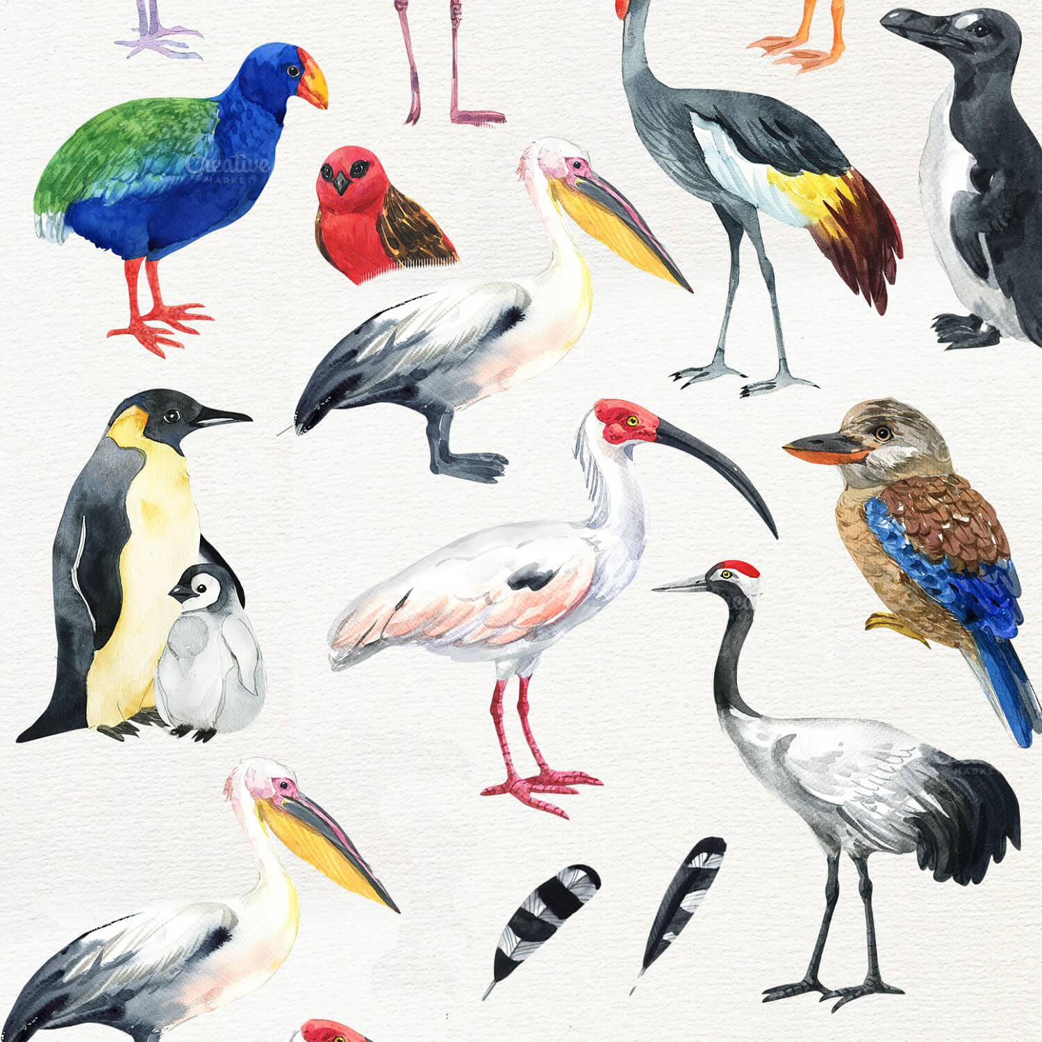 Beautiful multi-colored birds on a white background.