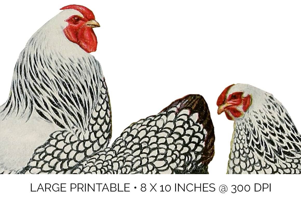 Large printable with chicken image.