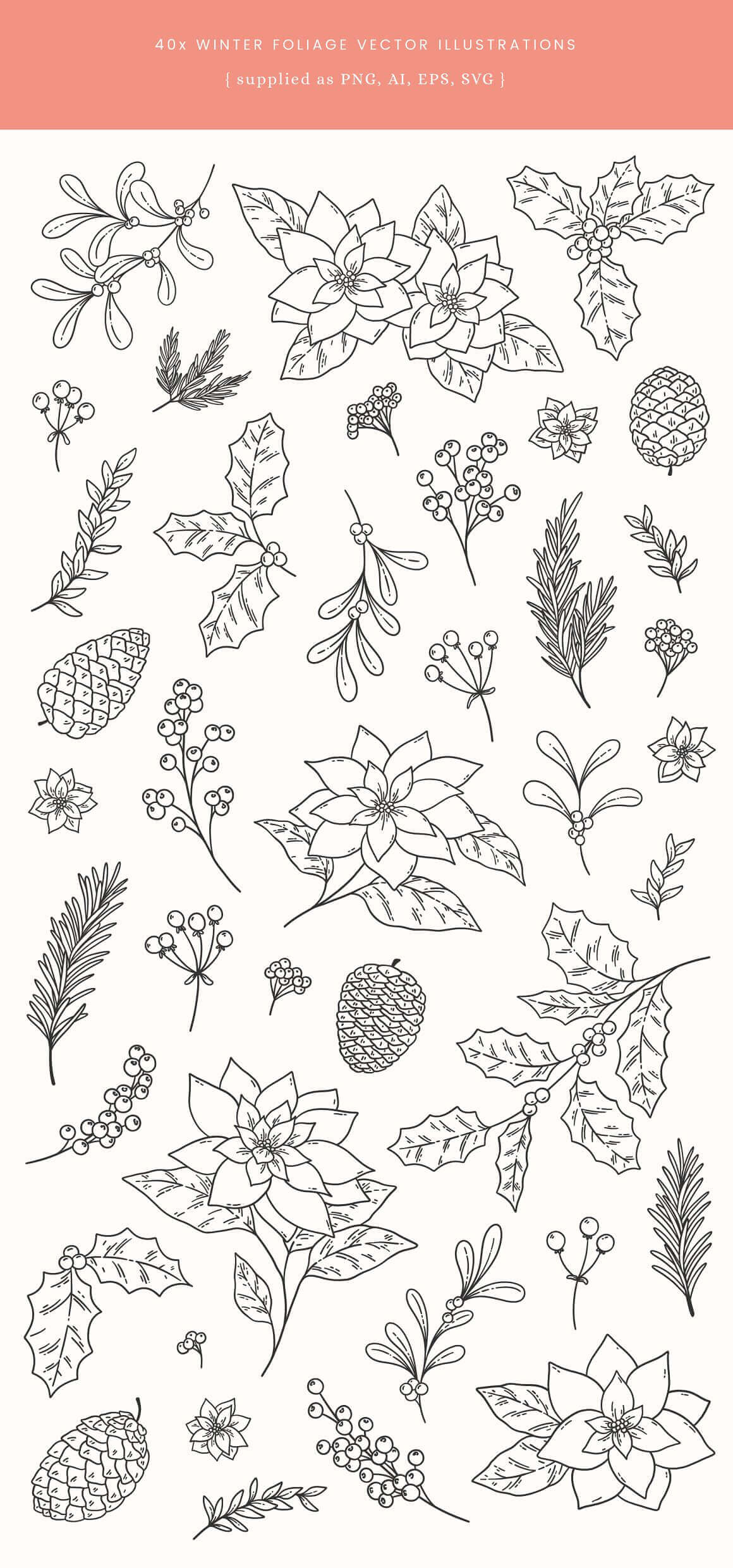 The contours of winter foliage, berries and flowers are drawn on a white background.