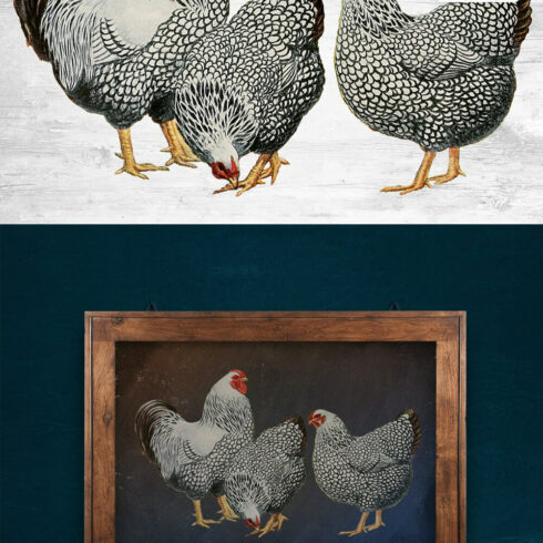 Chicken Clipart Wyandotte | Master Bundles