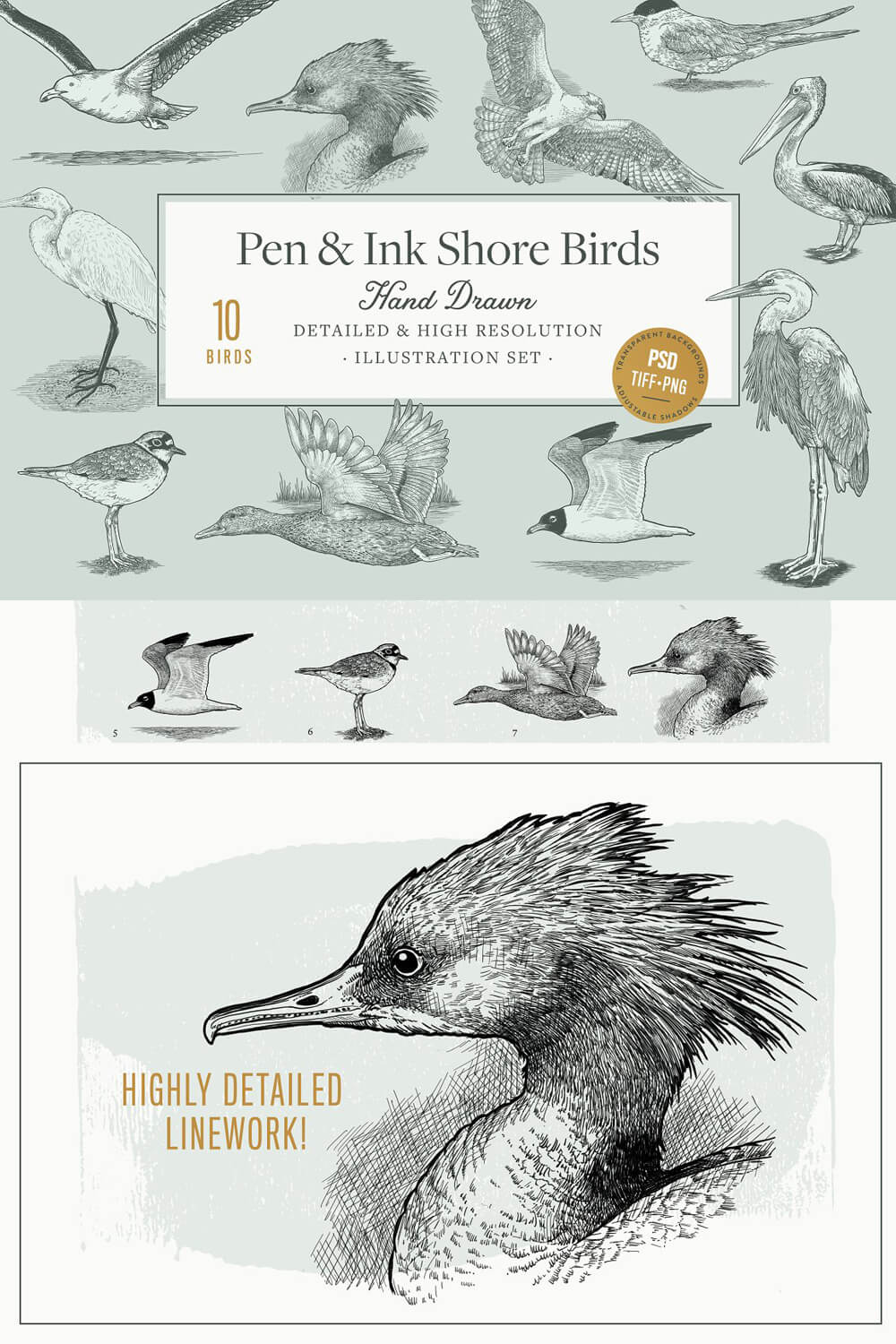 Illustration set of pen and ink shore birds.