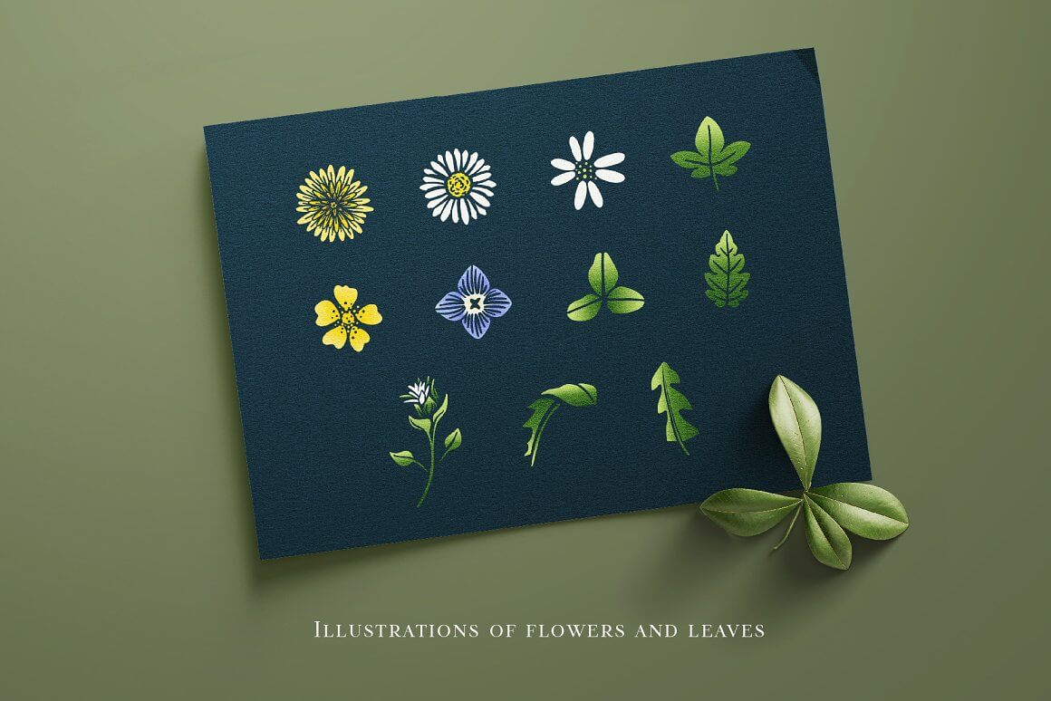 Illustrations of flowers and leaves.