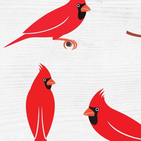 Red Cardinal Bird Svg Bundle | Master Bundles