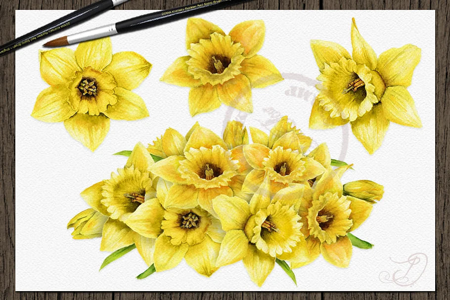 daffodils watercolor clipart collection.