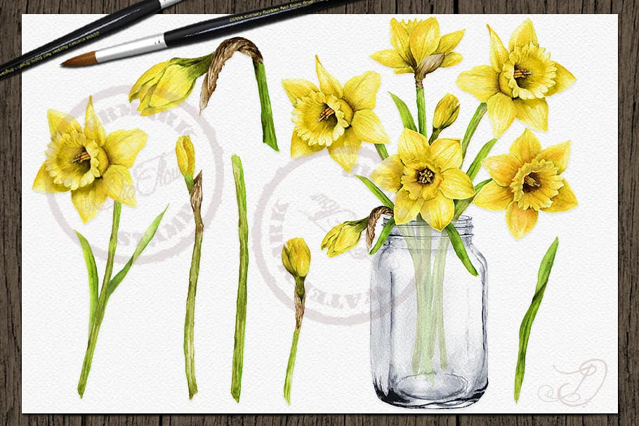 daffodils watercolor clipart pack.