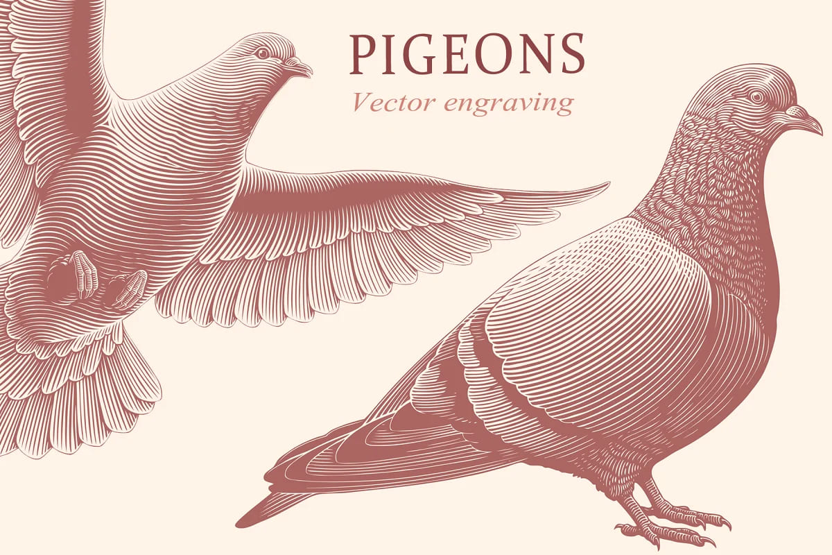 Design Set Pigeons.Vector Engraving facebook image.