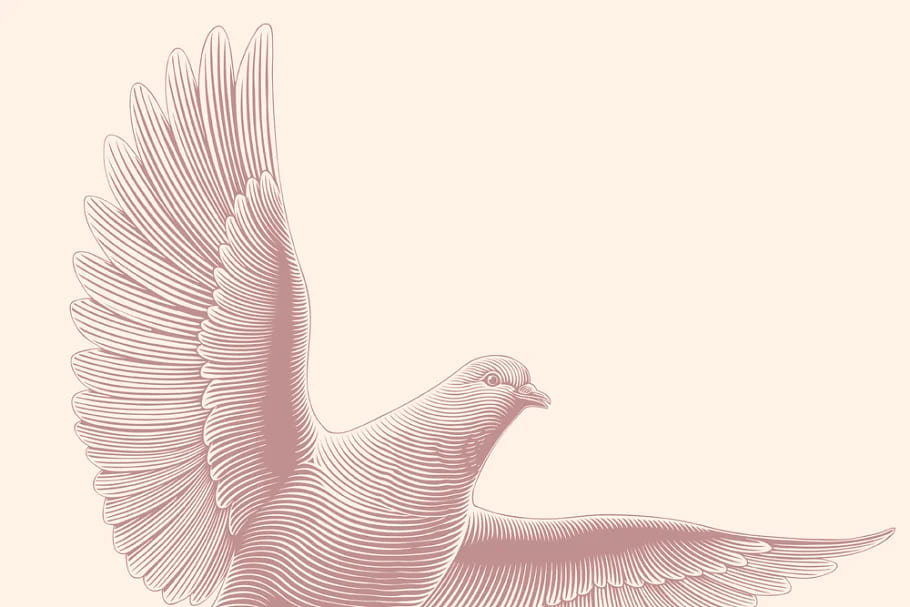 design set pigeons.vector engraving, white pigeon on light background.