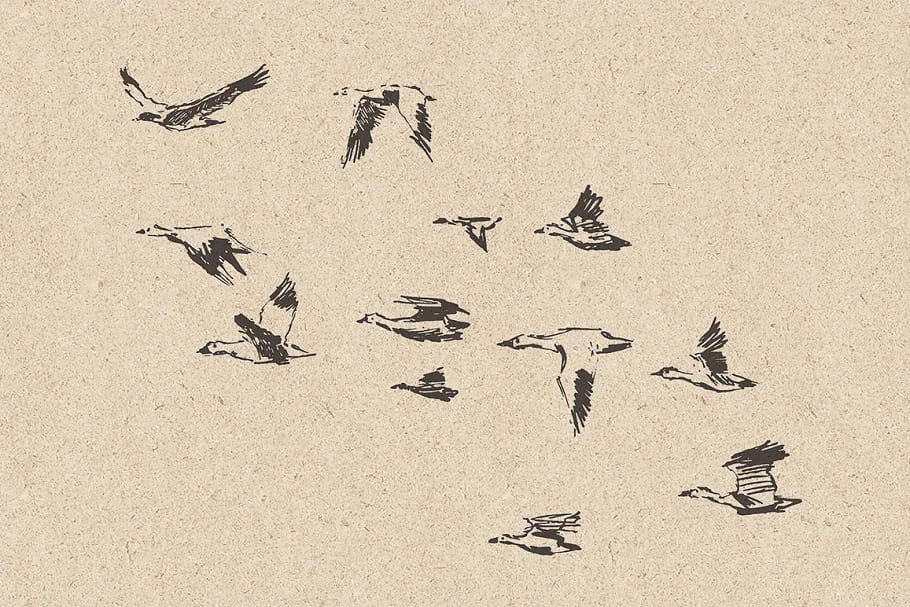 flocks of birds sketch style, graphics collection.