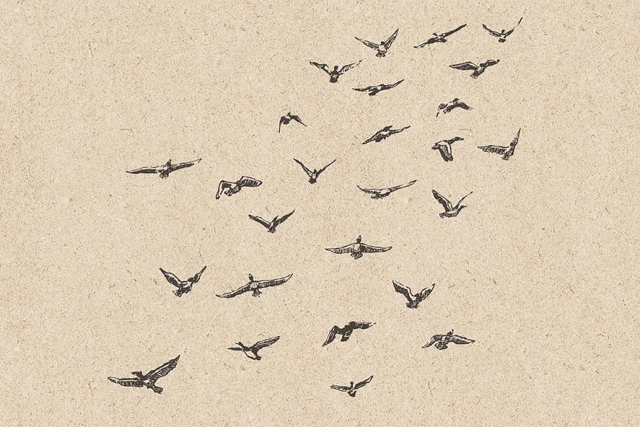 flocks of birds sketch style graphics.