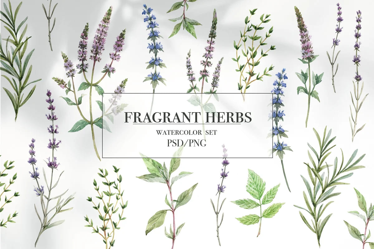 Fragrant Herbs Set. Watercolor Flower facebook image.
