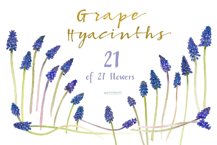 grape hyacinths flower elements.