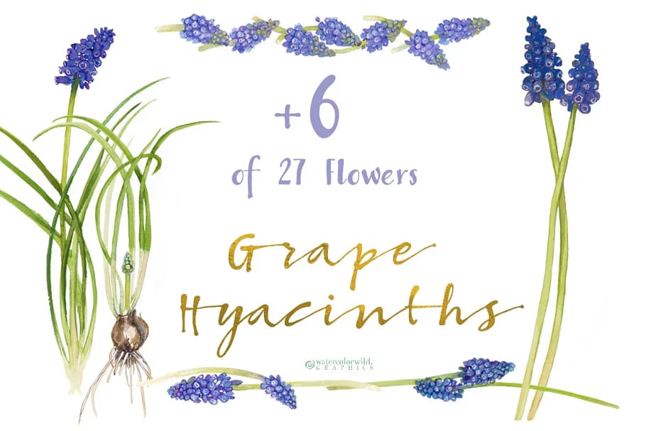 grape hyacinths floral art.