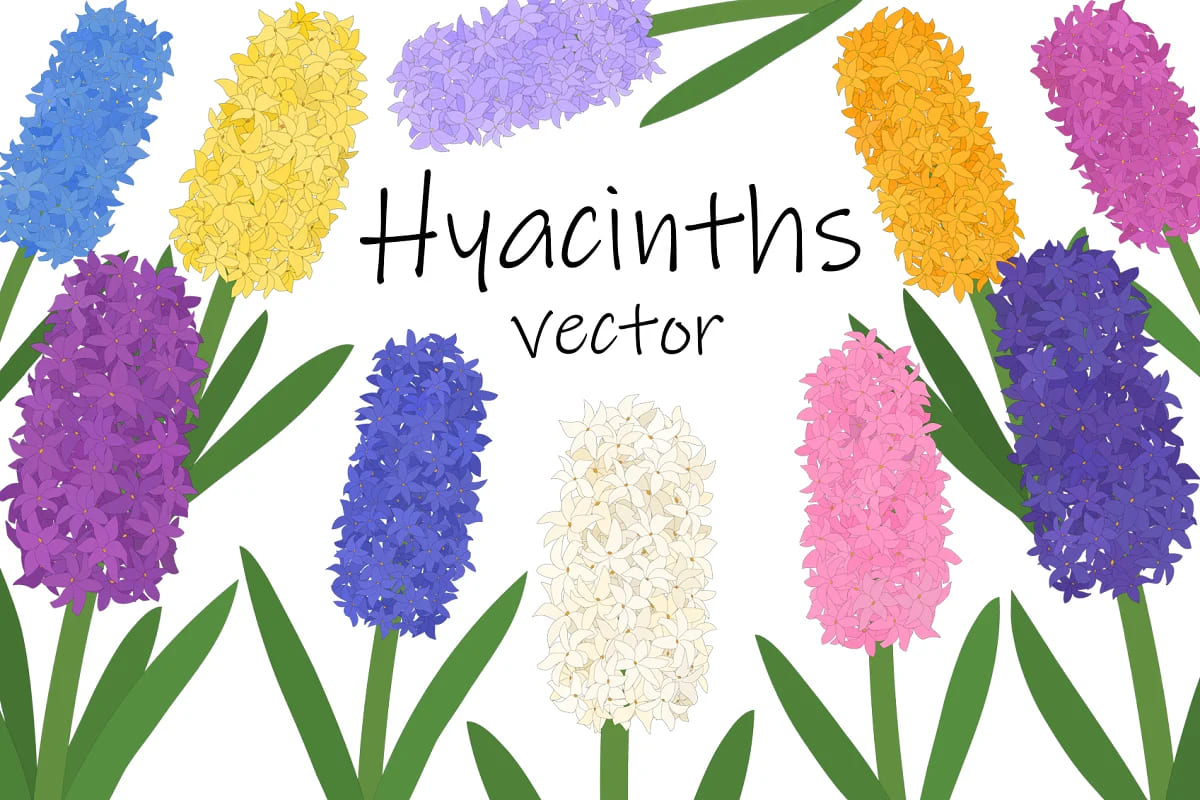 Hyacinths Flower. Hyacinths Vector facebook image.