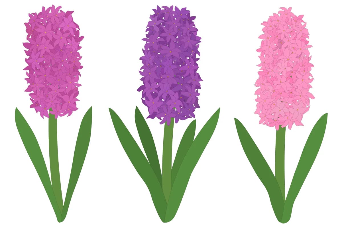 hyacinths flower, hyacinths vector illustrations.