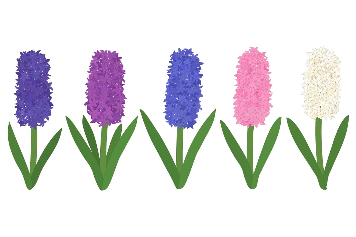 hyacinths flower, hyacinths vector graphics.