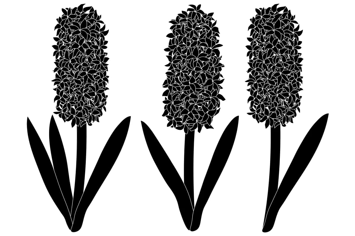 hyacinths flowers silhouettes vector images.