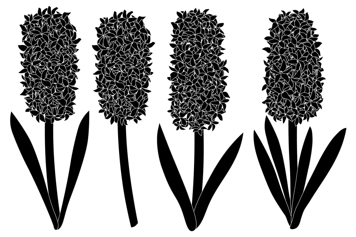 hyacinths flowers silhouettes vector graphics.
