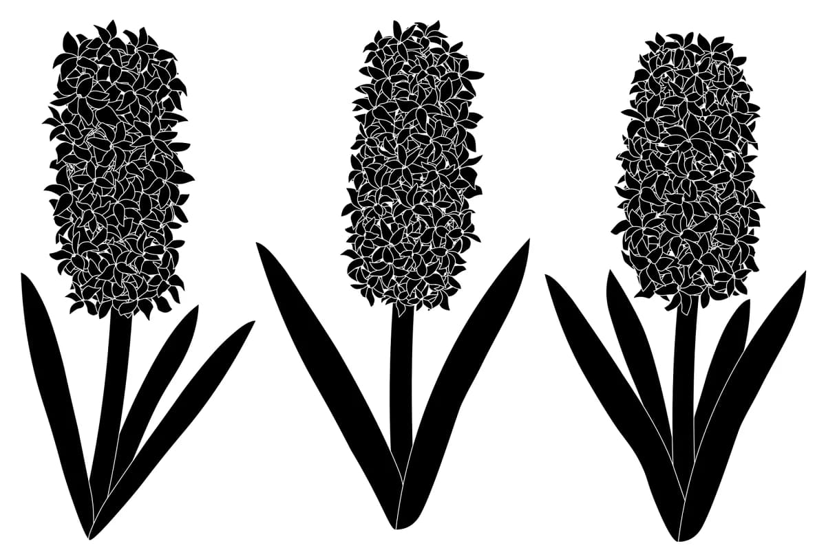 hyacinths flowers silhouettes vector, floral elements.