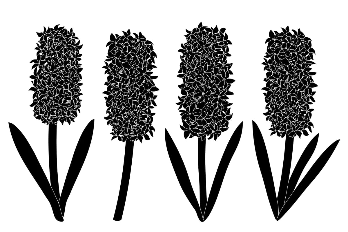 hyacinths flowers silhouettes vector design.