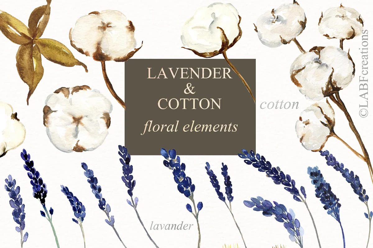 lavender and cotton clipart.