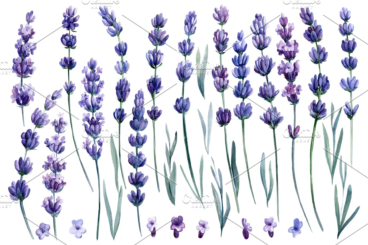 lavender flowers watercolor, floral elements.