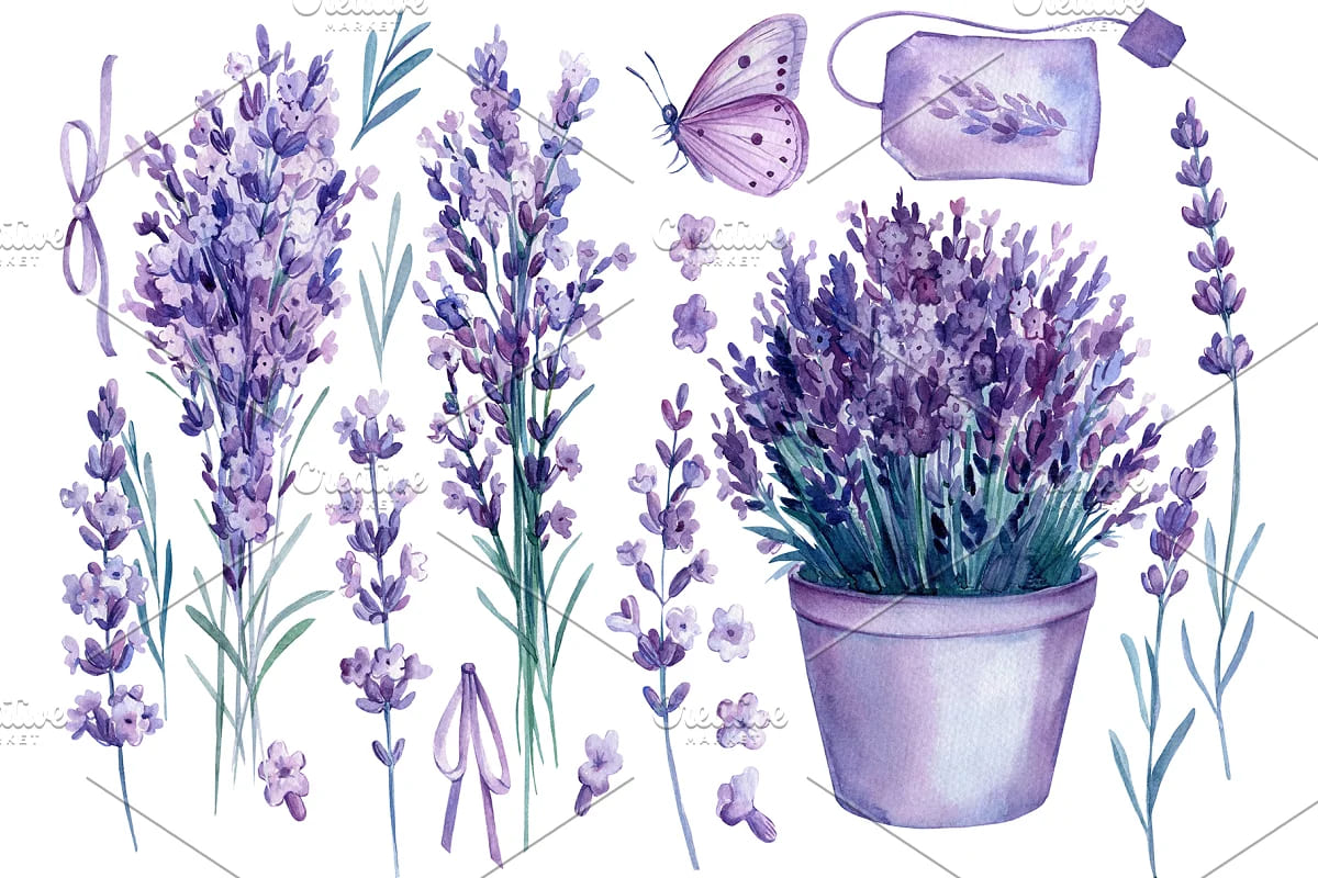 lavender flowers watercolor, violet art.